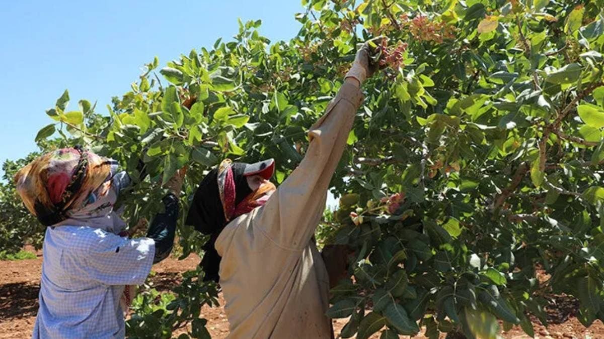 Fıstık hasadı başladı, kilosu altın fiyatlarına yaklaşıyor