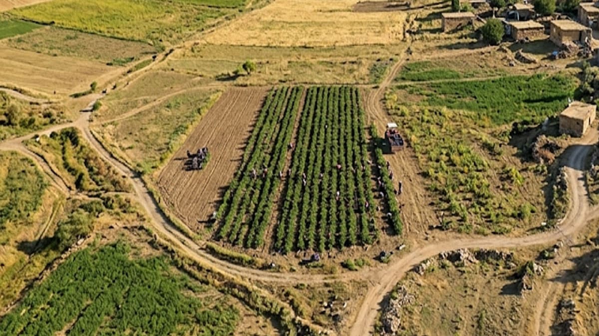 Meksika'nın mor biberi Türkiye'de yetiştiriliyor