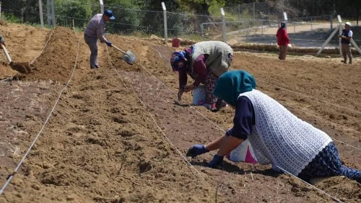 Safranbolu safranı yeni sezonla birlikte satışa sunuldu.