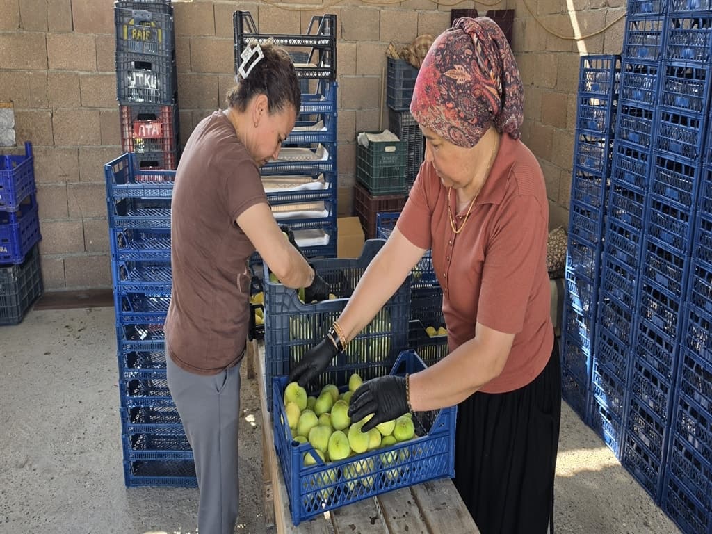 Mersin'de incir hasadı başladı, kilosu 150 lira