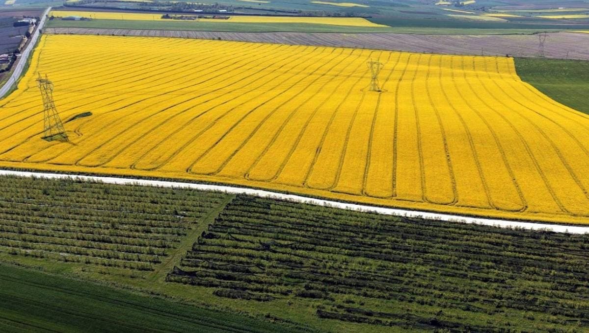 Bu yıl Trakya'da en çok kazandıran hasat ayçiçeği yerine ekilen ürün oldu