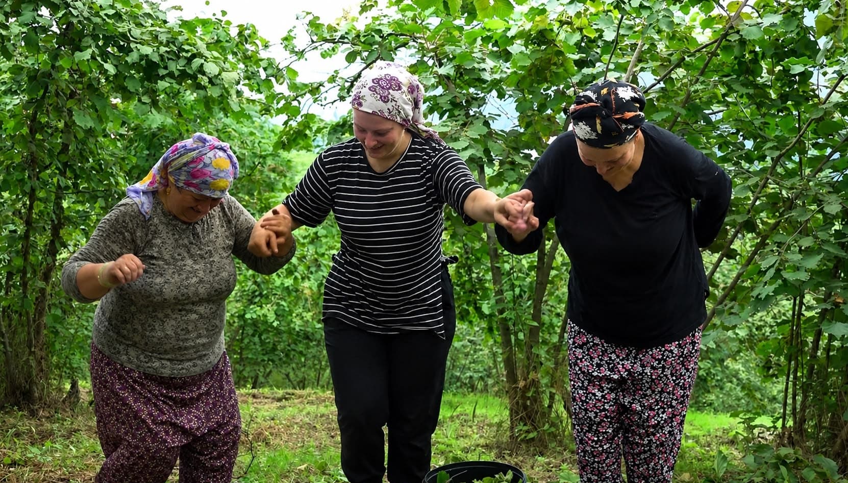 Trabzon'da fındık hasadı başladı, günlük kazanç 3 bin lira