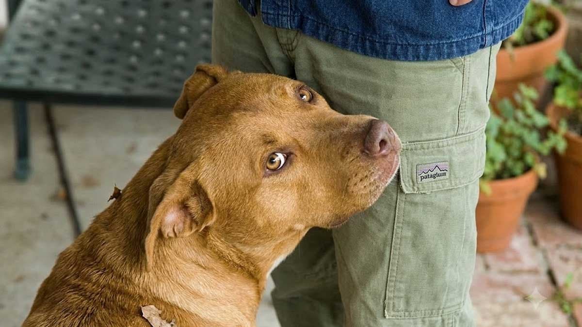 Köpeklerin kasık koklama davranışının nedeni nedir?