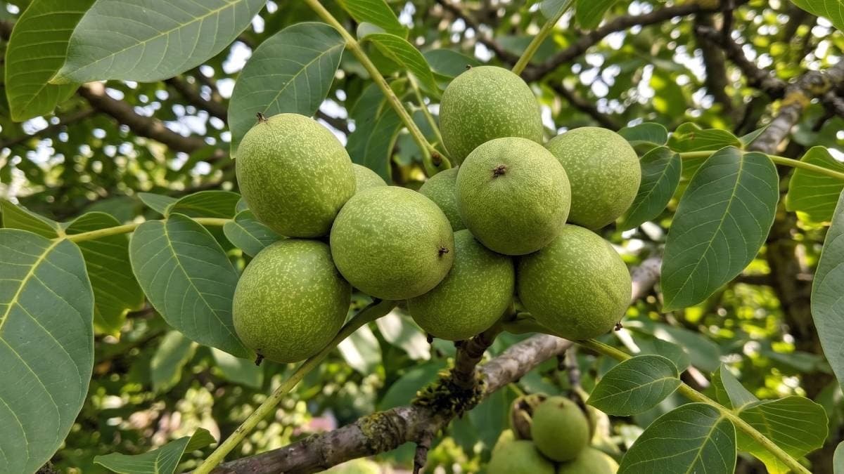Ceviz ağacına benzeyen zehirli tür hastanelik edebilir