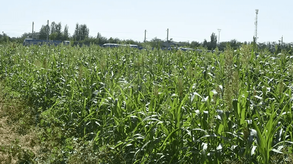 Çiftçilerin yeni tercihi: Az su ile yılda 4 hasat