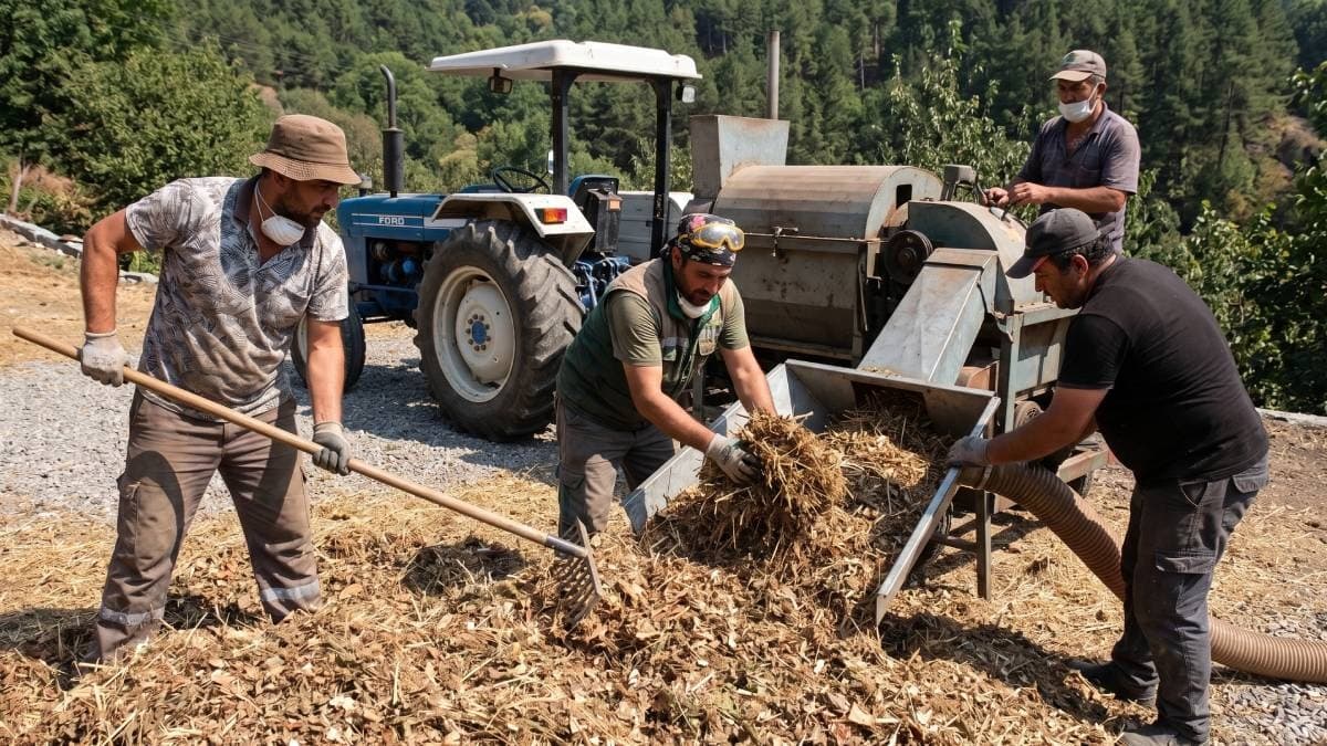 Fındık sezonunda 1 ay çalışanlar yüksek kazanç elde ediyor