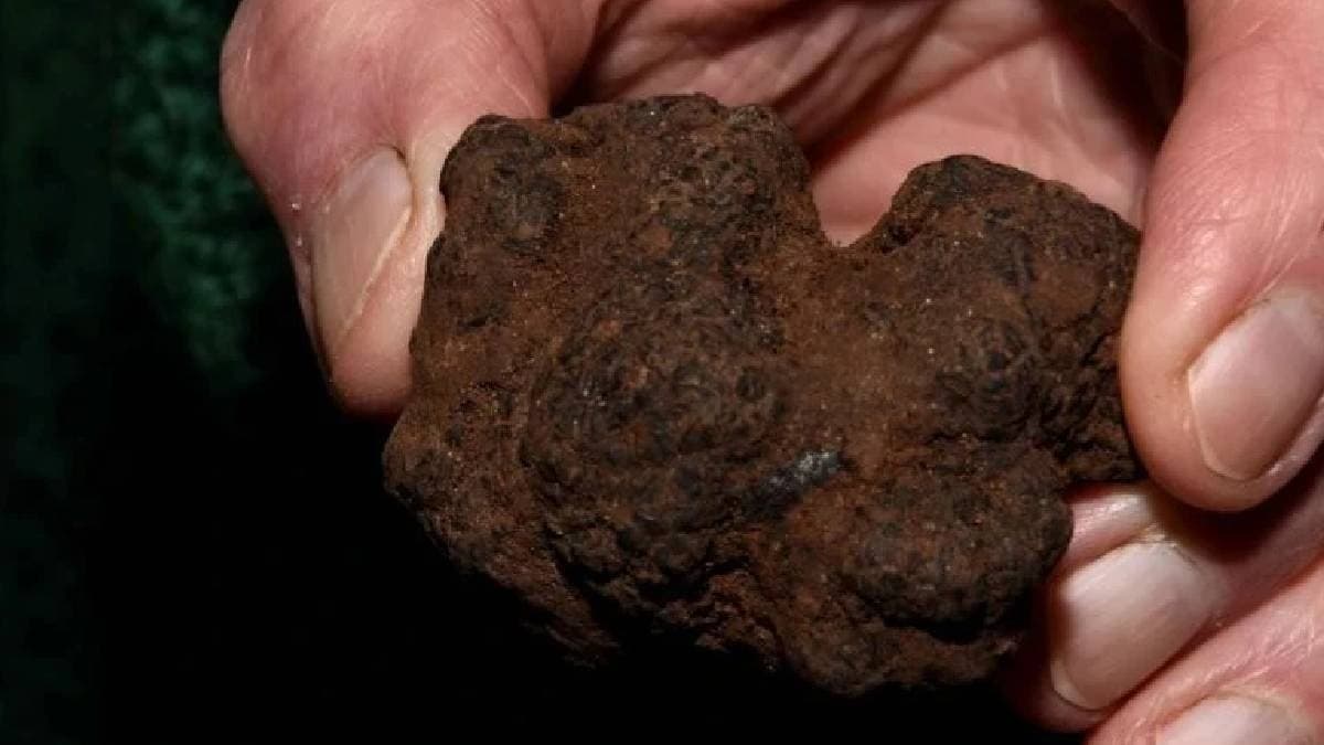 Türkiye'de doğal olarak yetişen trüf mantarı, 'siyah elmas' olarak biliniyor