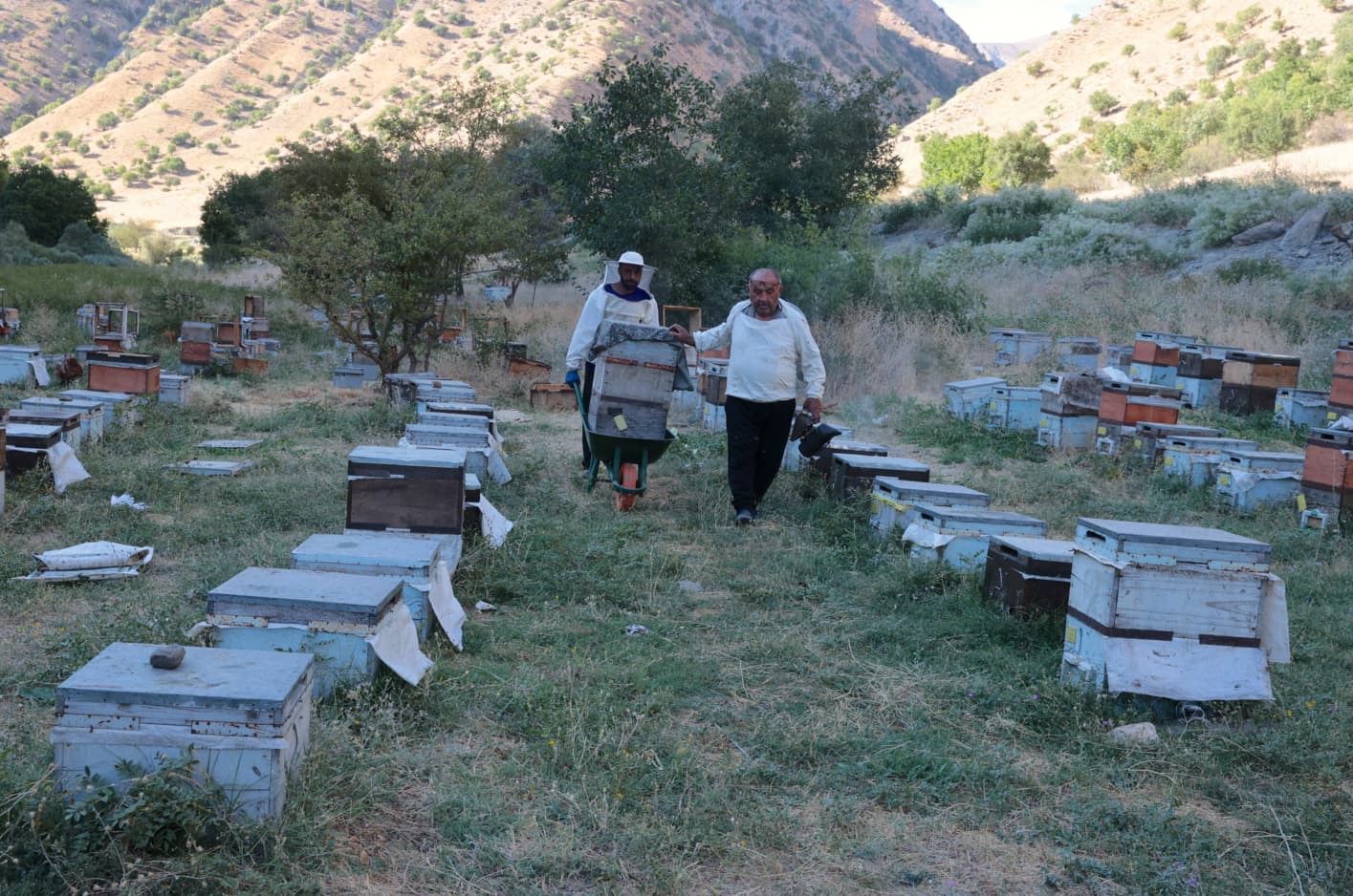 Hakkari'nin bitkileri Türkiye'nin şifa kaynağı olarak değerlendiriliyor
