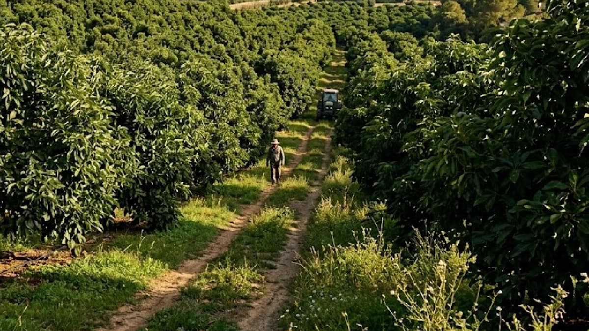 Meksika'nın altın meyvesi Türkiye'de 68 bin ton üretim seviyesine ulaştı