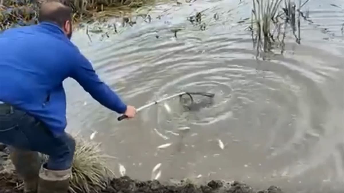 Ardahan'da Kura Nehri'nde balık ölümleri meydana geldi