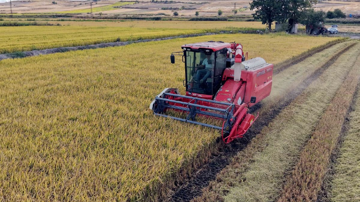 Beyaz altın hasadı başladı, üreticiler yüzleri güldürüyor
