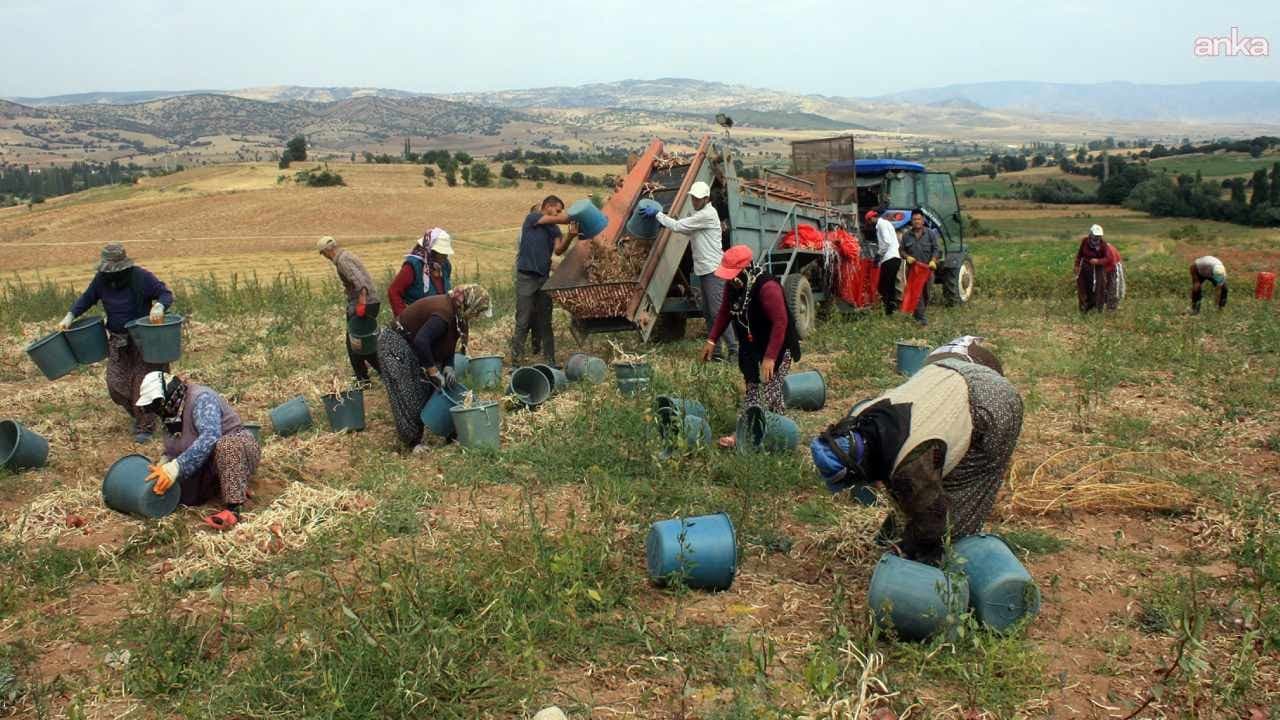 Çiftçileri zor durumda bırakan soğan hastalığına karşı yeni bir çözüm bulundu