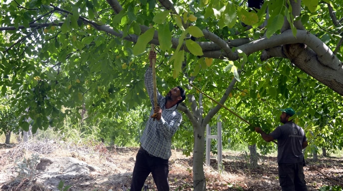 Kahramanmaraş'ta ceviz hasadı başladı, 8 bin ton rekolte bekleniyor