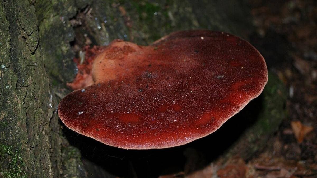 Polissya ormanlarında dikkat çeken Fistulina hepatica mantarı