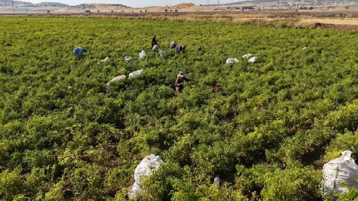 Maraş biberi hasadı başladı, 8 ülkeye ihraç edilecek