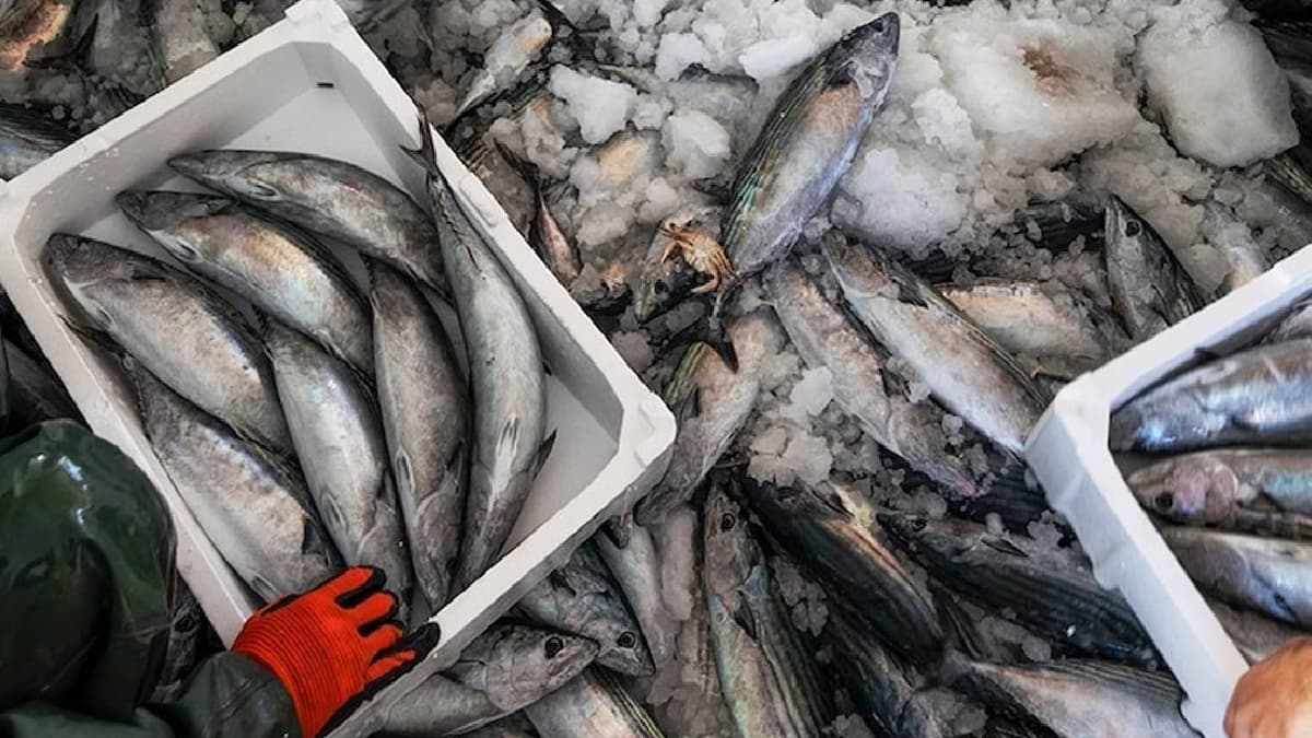 Karadeniz'de balık sezonu başladı, fiyatlar düştü