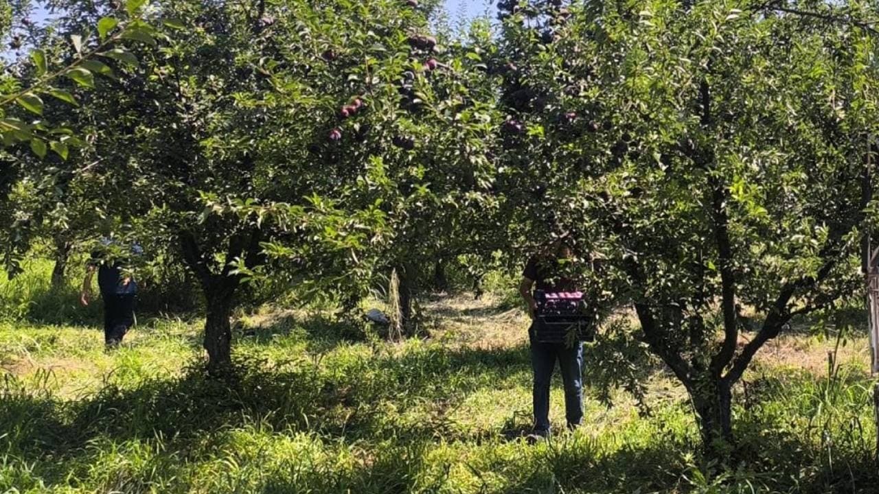 Iğdır Ovası'nda siyah elmas hasadı başladı