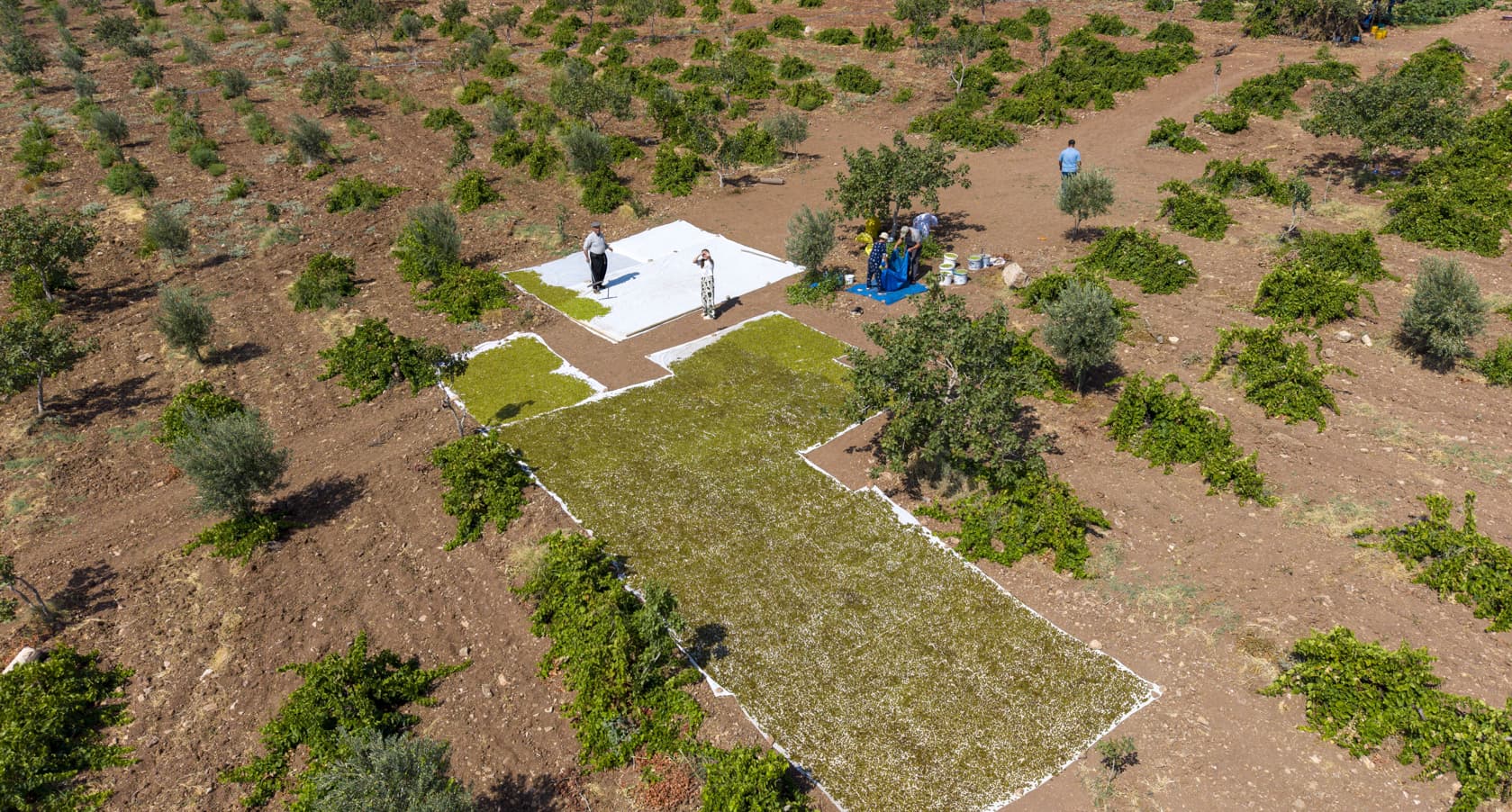 Adıyaman'da Peygamber üzümü hasadı başladı, yurt dışı ilgisi artıyor