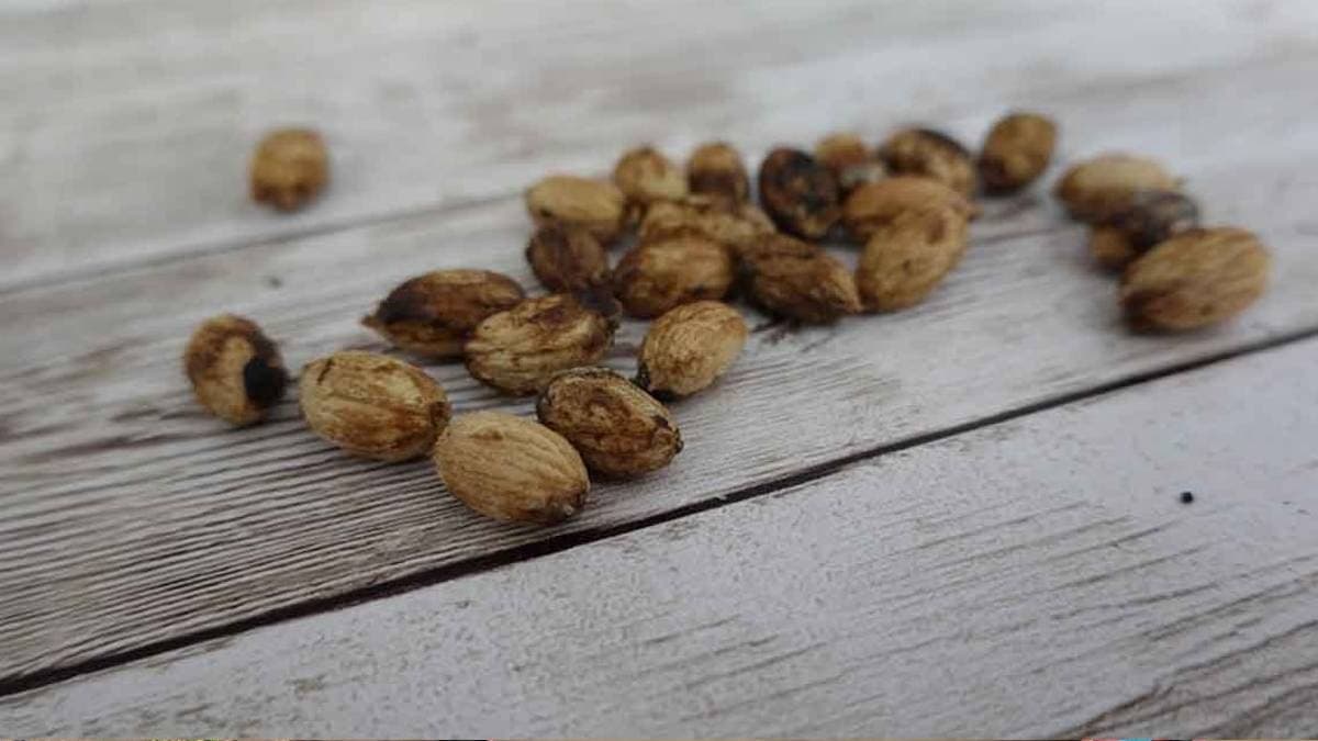 Zeytin çekirdekleri artık çöpe atılmıyor, değerlendiriliyor