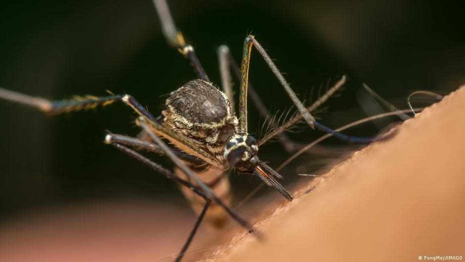Google Plans to Release Millions of Sterile Mosquitoes in the US