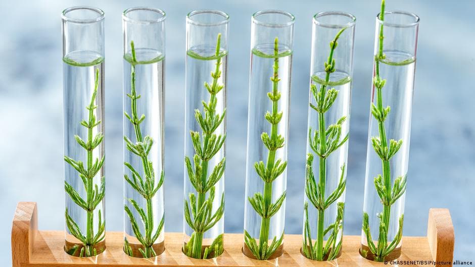 EU Considers Easing Restrictions on CRISPR-Edited Crops Amid Debate