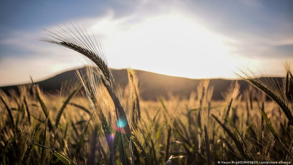 Micronutrients are beneficial, but a balanced diet is essential for health