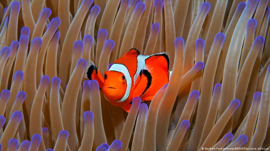 IUCN Reports 96% of Coral Reefs at Critical Risk of Collapse by 2075