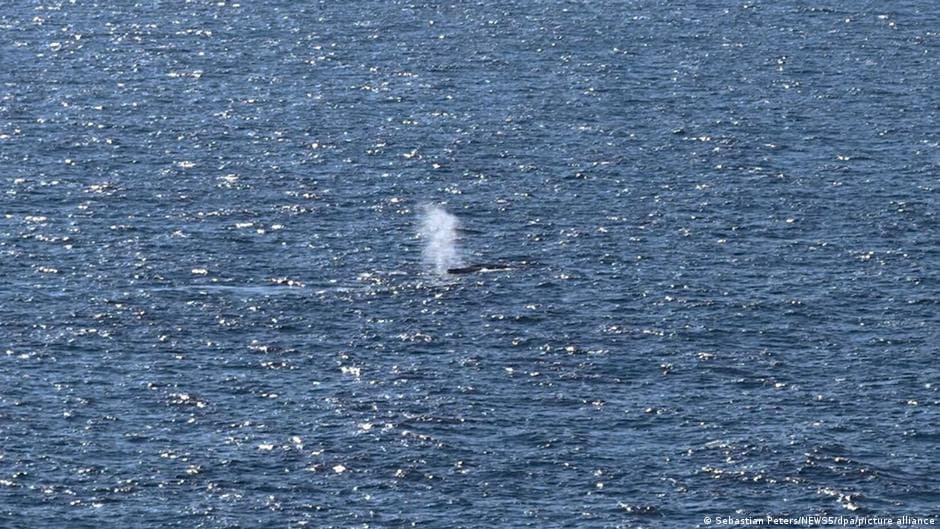 Whale Found Dead Off the Coast of Denmark