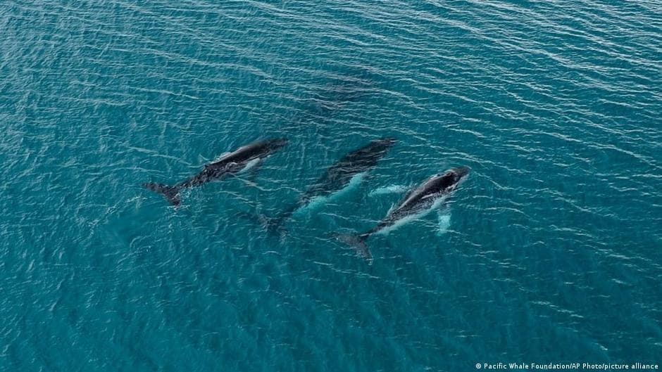 Humpback Whales Documented Traveling Between Australia and Brazil
