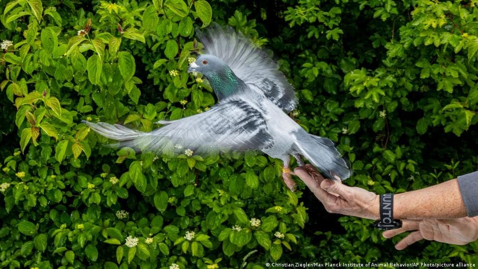 Study Reveals Pigeons' Livers May Aid Magnetic Navigation in Low Visibility