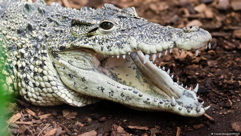 UK Police Release Man Detained in Incident Involving Toddler and Crocodile