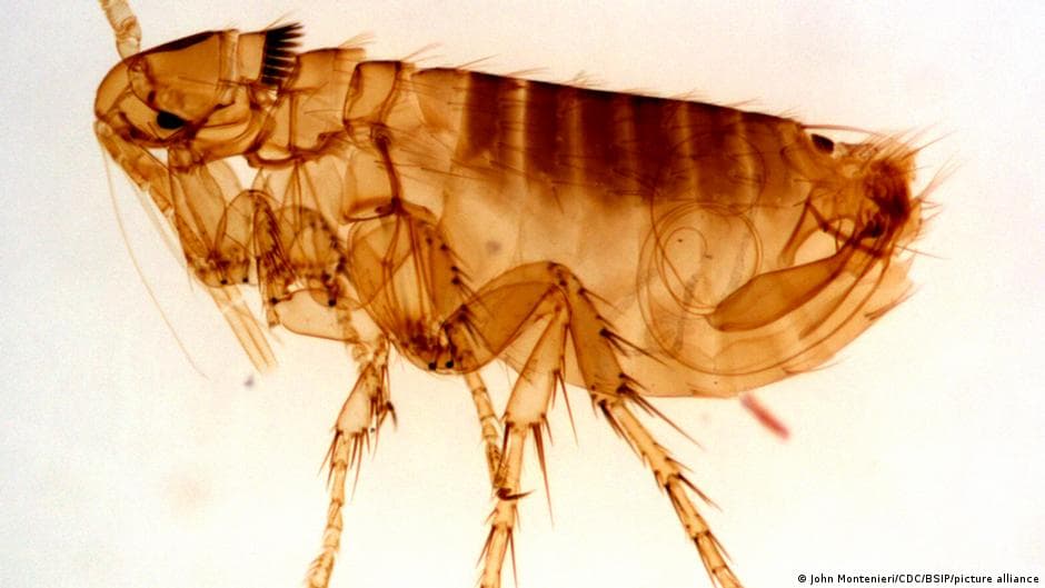 The Plague Remains as Deadly Today as During the Middle Ages