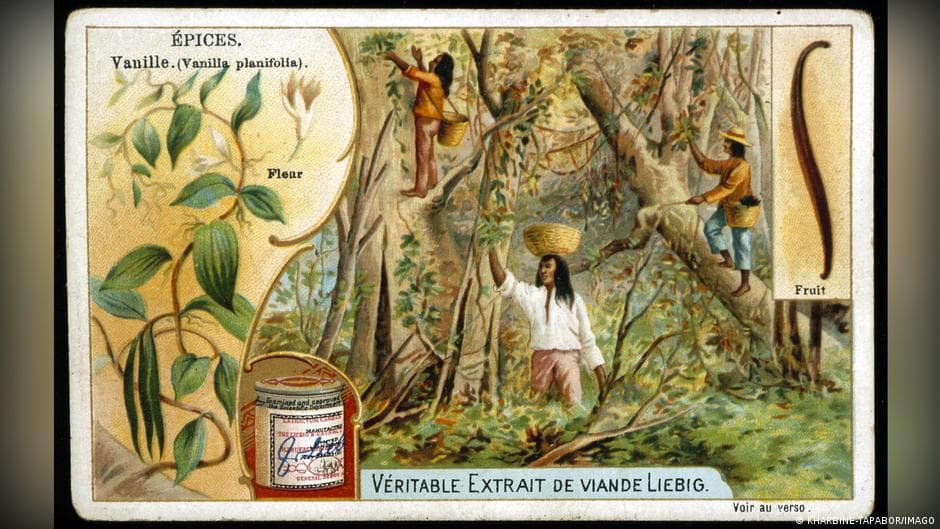 The Complex History of Vanilla: From Mesoamerica to European Courts