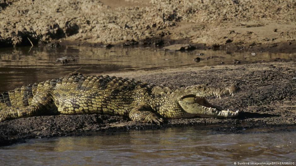 Israel Allows Use of Crocodiles for Prison Security Measures