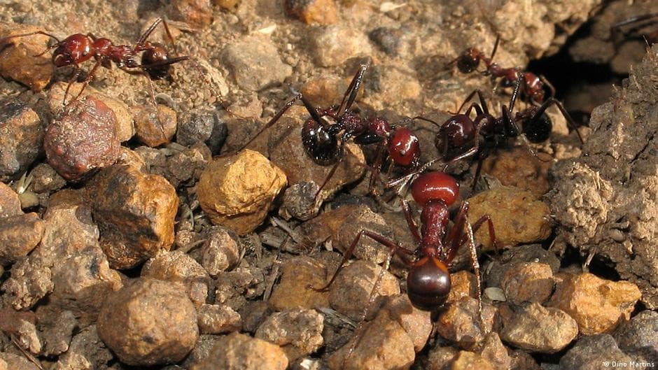 The Global Trade in African Ants is Experiencing Significant Growth