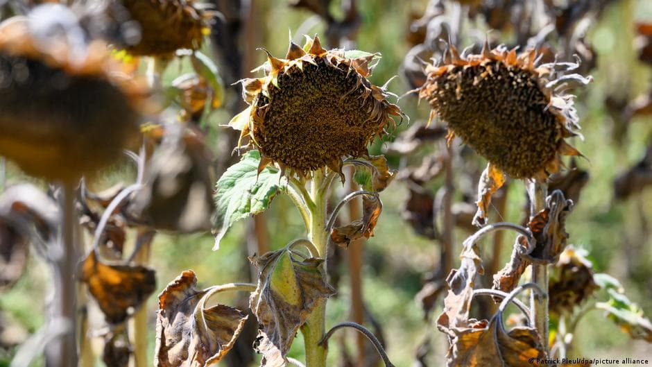 Germany Faces Below-Average Harvest Due to Drought and Heat