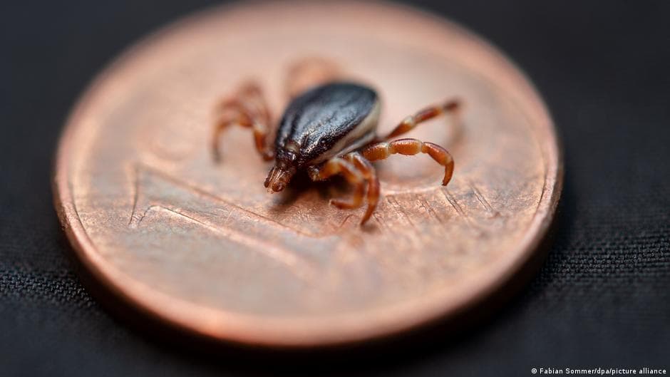Germany and Kosovo Collaborate to Combat Deadly Tick-Borne Virus