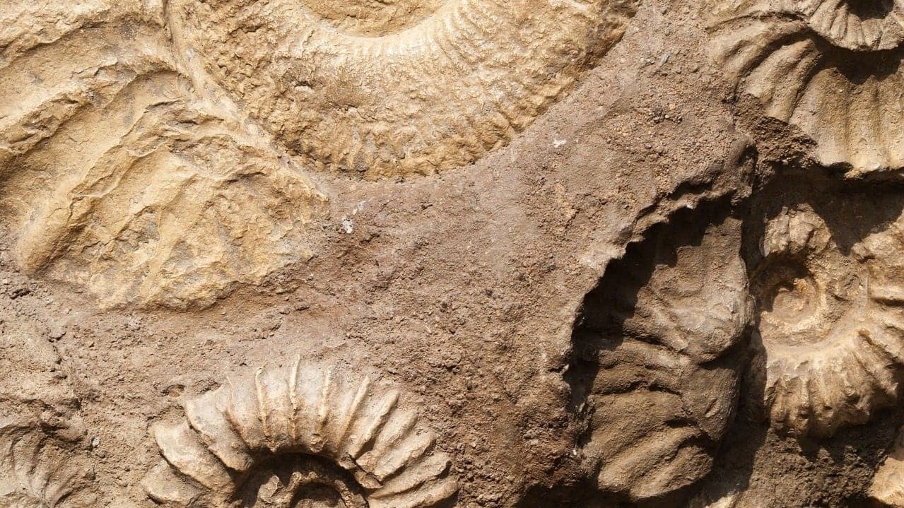 Çevresel Değişim Canlıların Uyum Sağlama Kapasitesini Aşarsa Ne Olur?