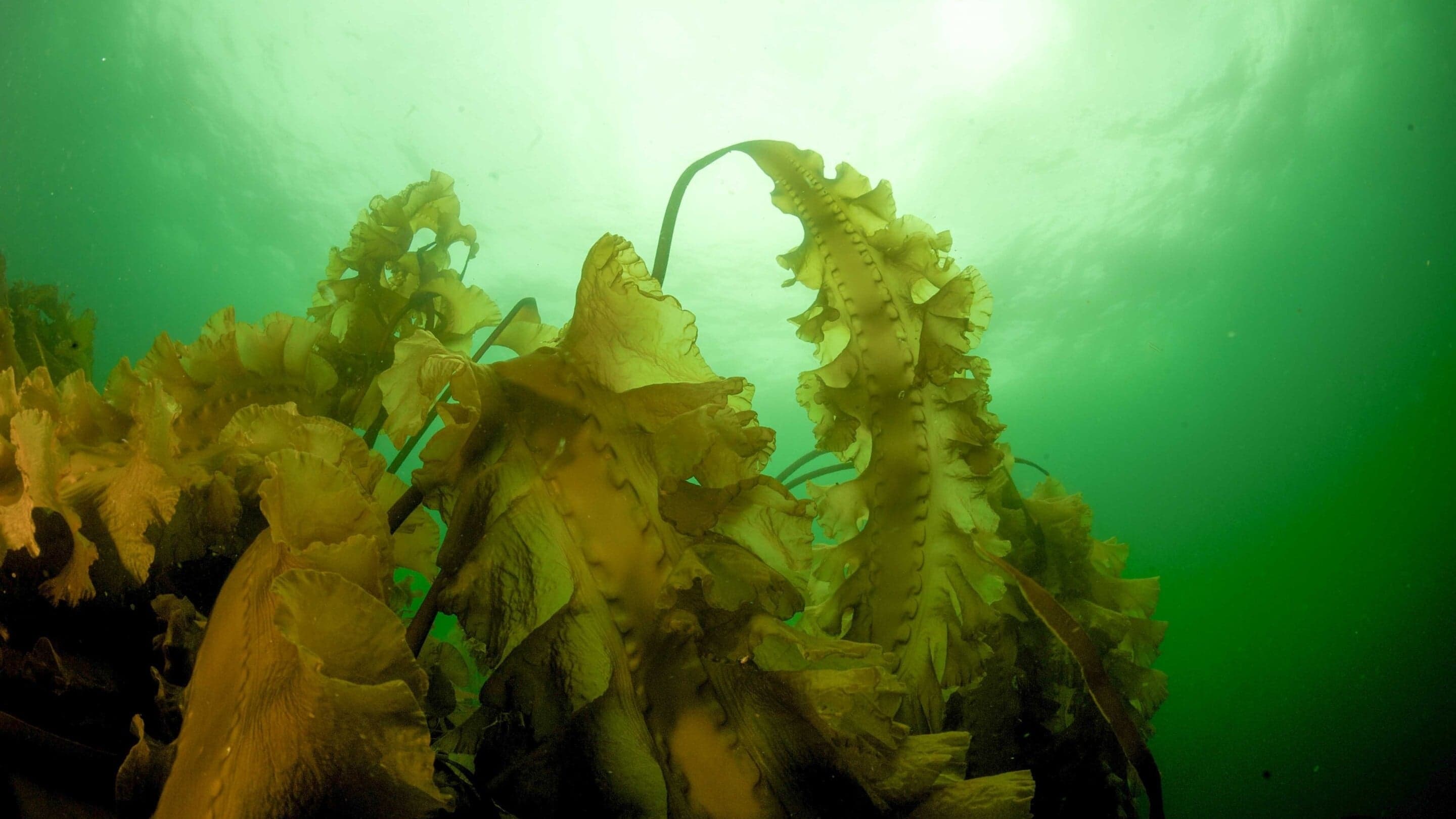 Isınma, Maine Kıyılarındaki Kelp Ormanlarının Kaybını Artırıyor