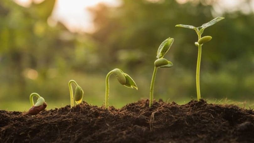 Dünyadaki İlk Bitki Hakkında Bilgiler