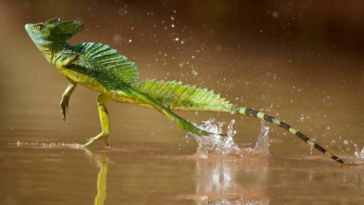 Yaygın Basilisk: Su Üzerinde Koşabilen Kertenkelesi Nedir?