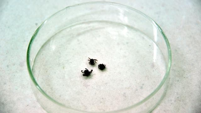 Sivas'ta Kene Nedeniyle Bir Kişi Hayatını Kaybetti