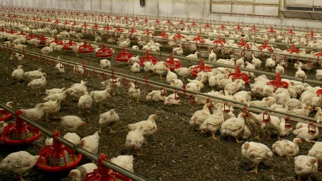 Avustralya, yerli kuşları H5N1 kuş gribine karşı aşılayacak