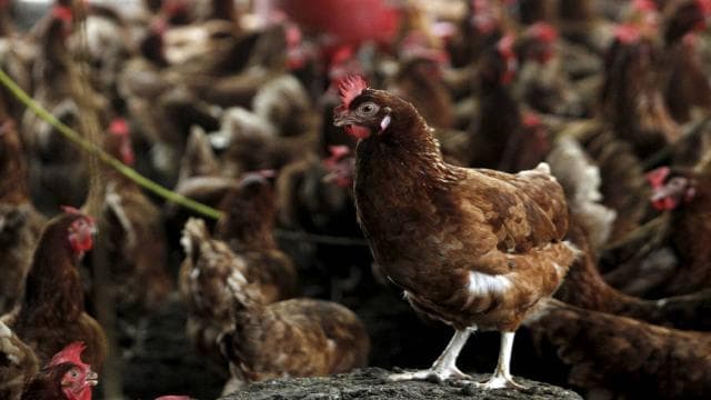 H5N1 kuş gribi Avustralya'da tespit edildi