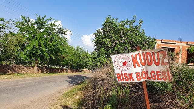 Ardahan'da kuduz nedeniyle bir bölge karantinaya alındı