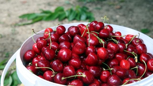 Türk kirazı 52 ülkeye ihraç edildi, 235 milyon dolar kazanç sağlandı