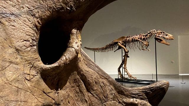 Tyrannosaurus rex iskeleti 50,1 milyon dolara satılarak rekor kırdı