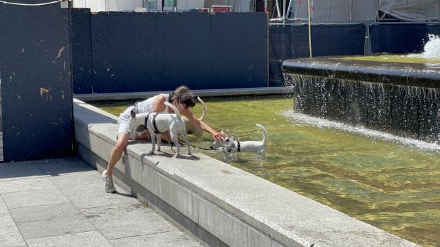 Almanya'da bu yıl aşırı sıcaklar nedeniyle 12 bin 500 kişi hayatını kaybetti
