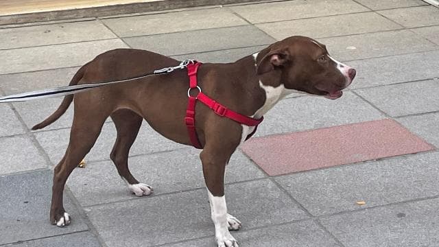 Adana'da sahipsiz kediyi öldüren pitbullun sahibine ceza kesildi