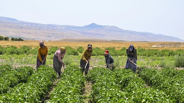 2,9 milyon çiftçiye 6 ayda 106 milyar lira tarımsal destek verildi